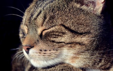 Tatlı kedi uyuyor.