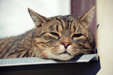 Tatlı kedi uyuyor.