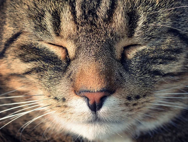 ayrıntı kedi