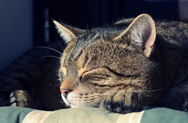 Милая спящая кошка — стоковое фото
