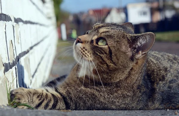 Gato na rua — Fotografia de Stock