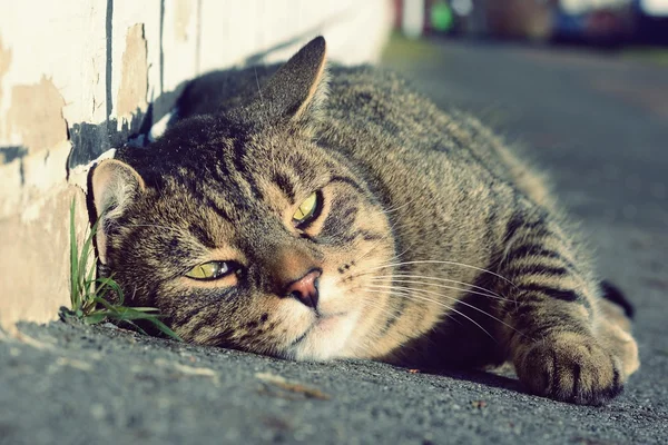 Kat op straat — Stockfoto