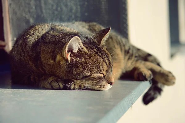Bonito gato dormindo — Fotografia de Stock