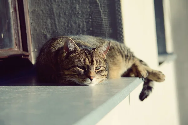 かわいい猫寝てる — ストック写真
