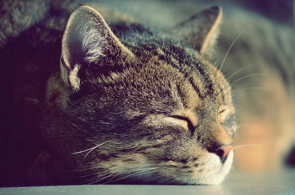 Bonito gato dormindo — Fotografia de Stock