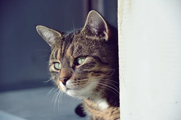 Schattige kat — Stockfoto