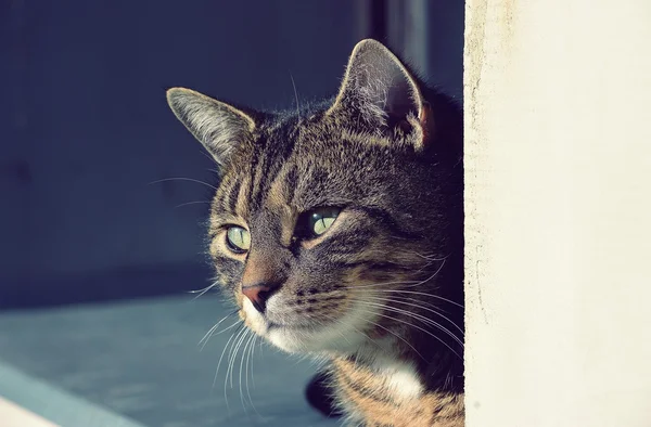 Carino gatto — Foto Stock