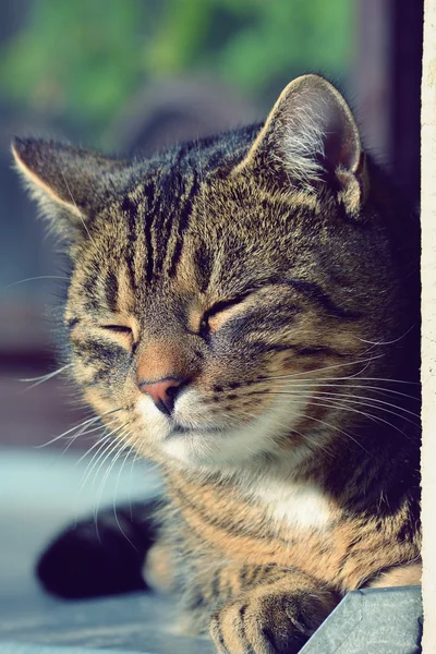 Bonito gato dormindo — Fotografia de Stock