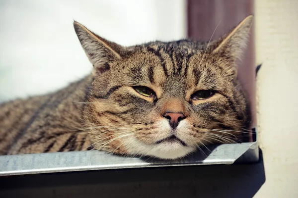 Bonito gato dormindo — Fotografia de Stock