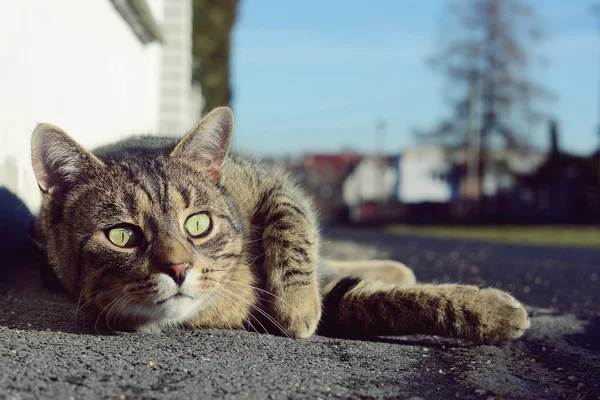 Gato na rua — Fotografia de Stock
