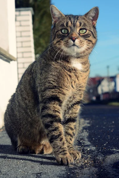 通りに猫が — ストック写真