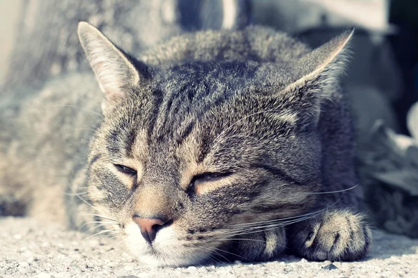 Χαριτωμένος ύπνος γάτας — Φωτογραφία Αρχείου