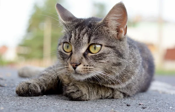 Gato na rua — Fotografia de Stock