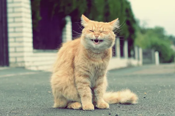 Ginger funny cat laughs — Stock Photo, Image