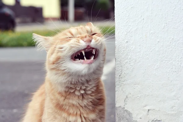 Ginger funny cat laughs — Stock Photo, Image