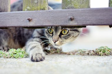 oynarken curios çizgili kedi