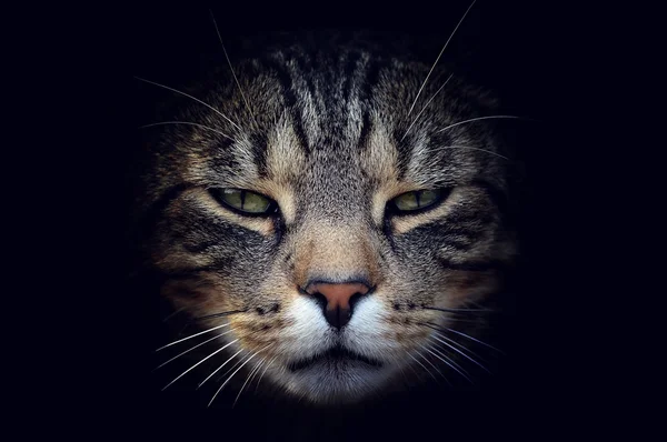 Portrait beau chat — Photo