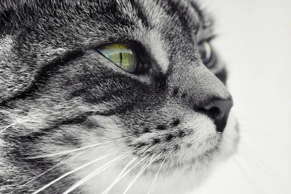 肖像画美しい猫 — ストック写真