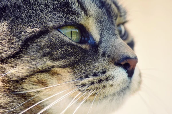 Retrato gato bonito — Fotografia de Stock