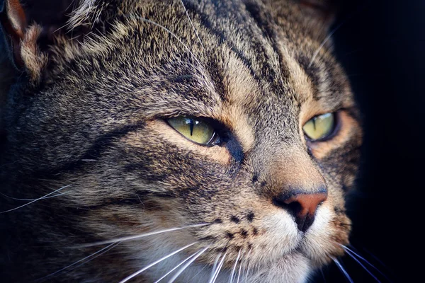 Retrato gato bonito — Fotografia de Stock