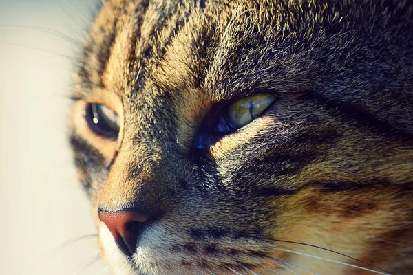 Retrato hermoso gato — Foto de Stock