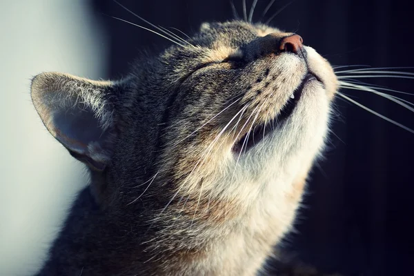 Retrato gato bonito — Fotografia de Stock