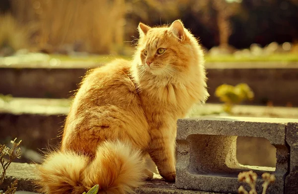 Gato en la puesta del sol —  Fotos de Stock