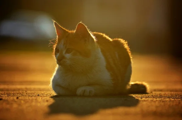 Γάτα στο ηλιοβασίλεμα — Φωτογραφία Αρχείου