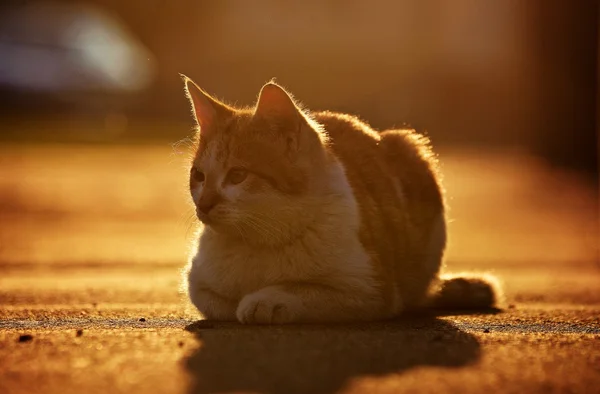 Gato en la puesta del sol — Foto de Stock