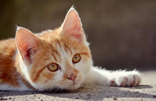 Cute beautiful cat — Stock Photo, Image