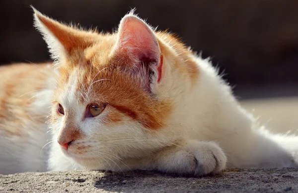 Cute beautiful cat — Stock Photo, Image