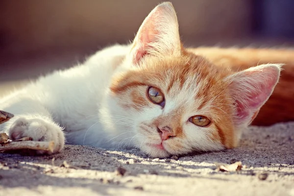 Bonito gato bonito — Fotografia de Stock