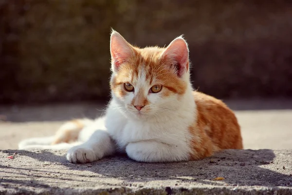 şirin güzel kedi