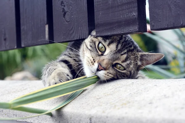 Gestreepte kat curiosa spelen — Stockfoto