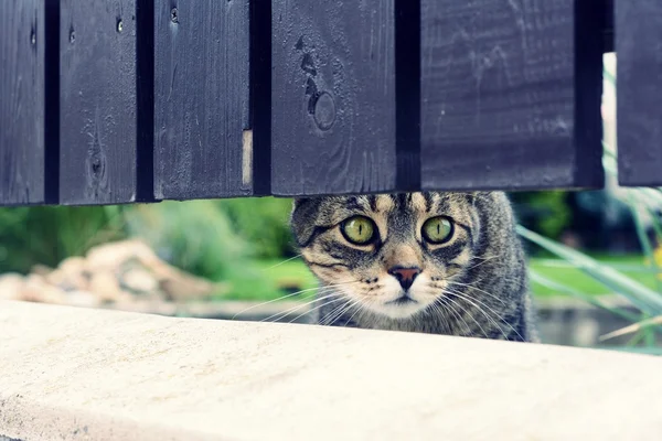 Gestreepte kat curiosa spelen — Stockfoto