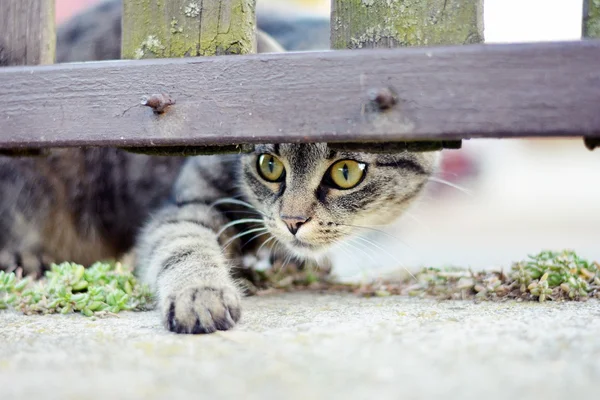 Kurios gestreifte Katze beim Spielen — Stockfoto