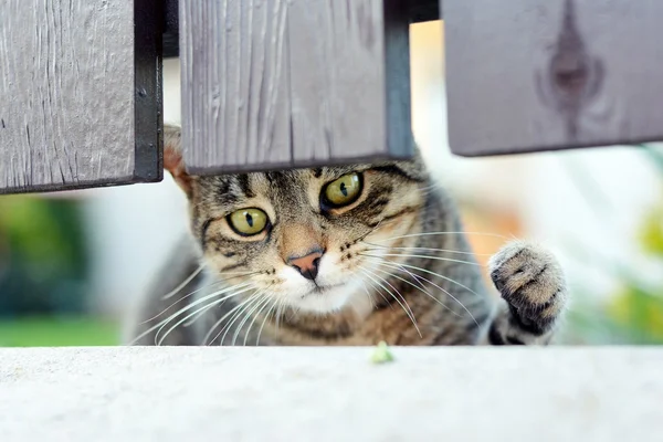 Gestreepte kat curiosa spelen — Stockfoto