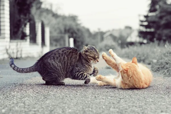 Gatos jogando jogo — Fotografia de Stock