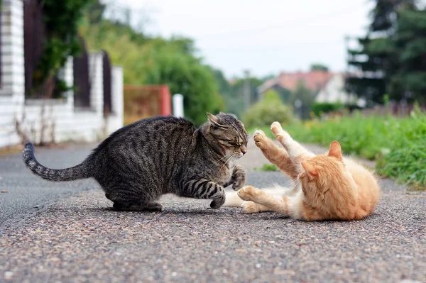 Gatos jogando jogo — Fotografia de Stock