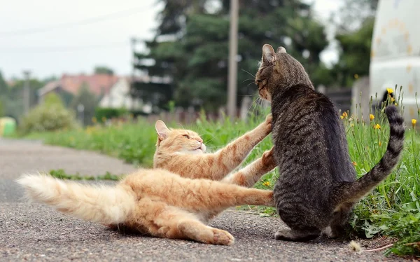 Katzen spielen Spiel — Stockfoto