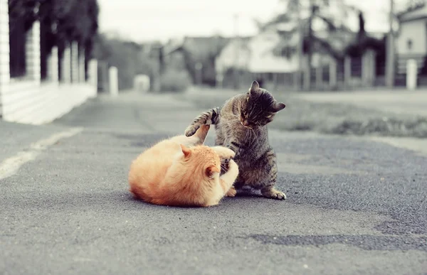 Gatos jugando juego — Foto de Stock