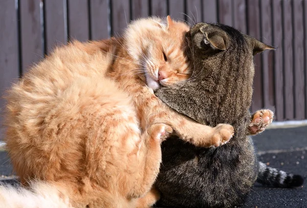 Katzen spielen Spiel — Stockfoto