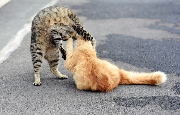 Cats playing game — Stock Photo, Image