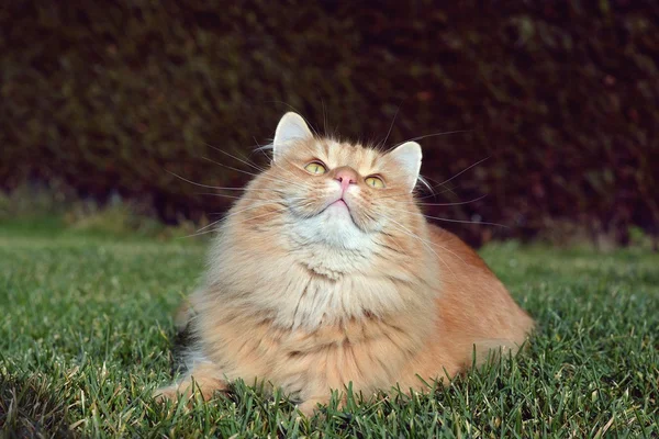 Gato de gengibre bonito no jardim — Fotografia de Stock