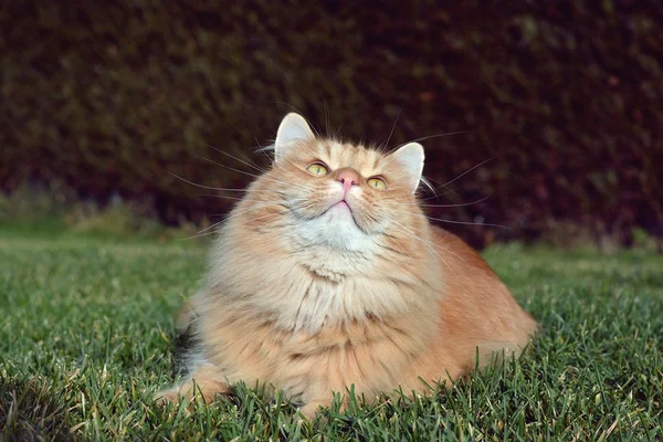 Hermoso gato jengibre en el jardín — Foto de Stock