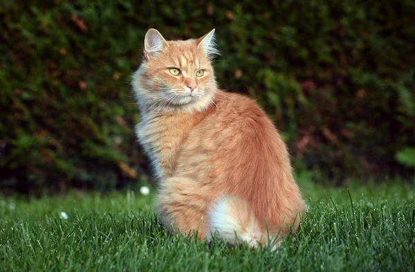 Mooie gember kat op de tuin — Stockfoto