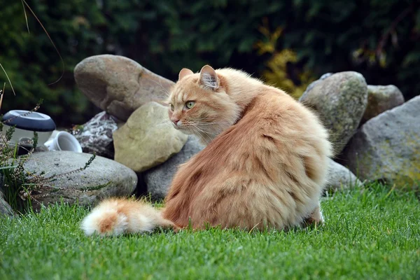 Bahçede güzel zencefil kedi — Stok fotoğraf