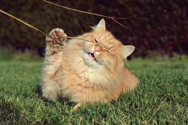 Красива імбирна кішка на городі — стокове фото