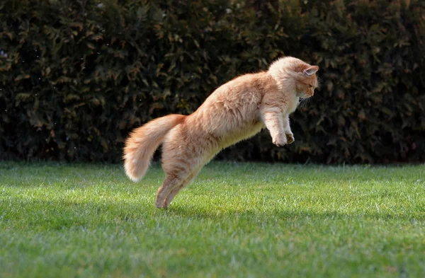 Stora rolig katt hoppa på trädgården — Stockfoto