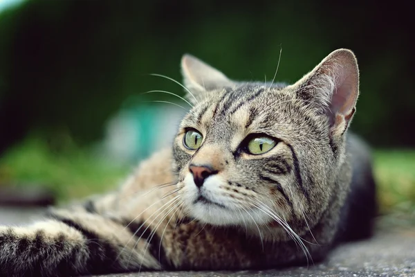 Hermoso gato gris — Foto de Stock